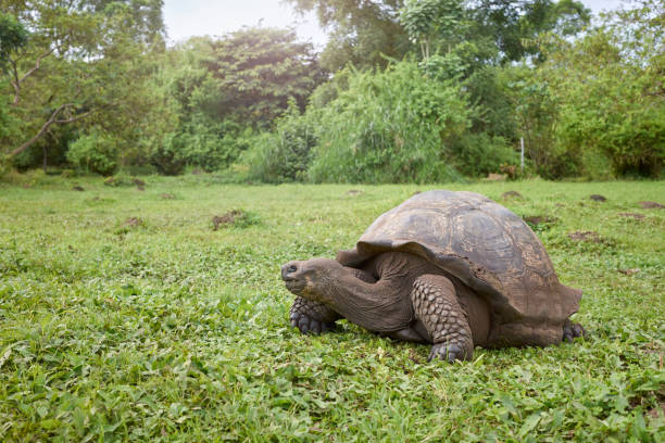 Grazing galapagos giant tortoise