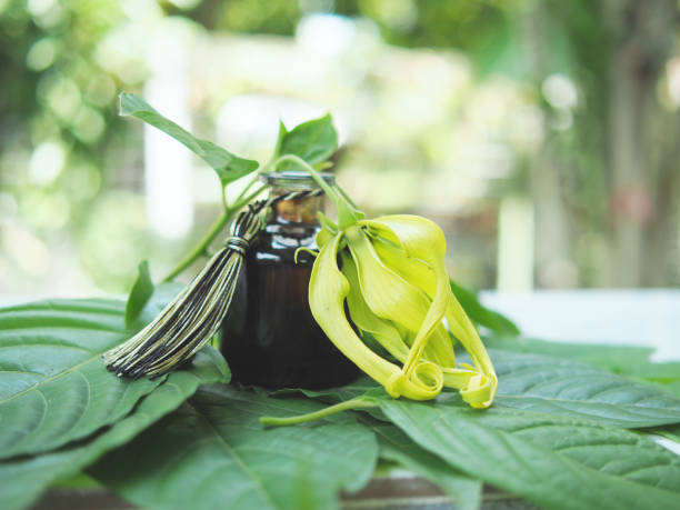 istock Ylang ylang aromatherapy oil for relax 2172089921
