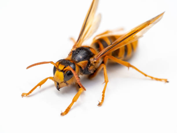 istock Close up of Hornet (wasp) 2172090333
