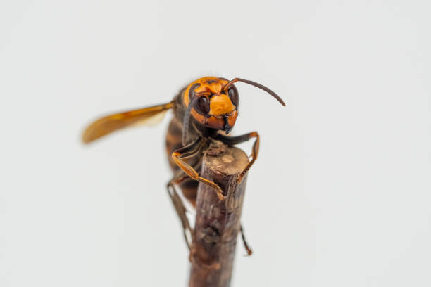 Explore the fine textures and details of an Asian hornet (Vespa velutina) in this close examination, a stunning representation of nature's wonders