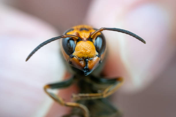 istock Close up of Hornet (wasp) 2172090397