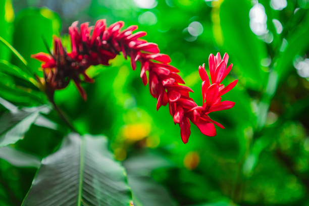 Red Alpinia Purpurata Reaching Ginger Flower