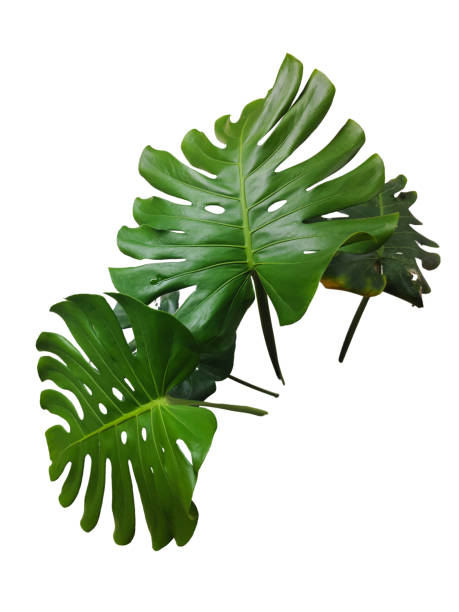 istock Monstera leaves isolated on white background with clipping paths for graphic design or wallpaper. 2172091001