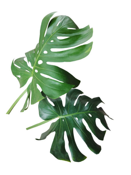 istock Monstera leaves isolated on white background with clipping paths for graphic design or wallpaper. 2172091003
