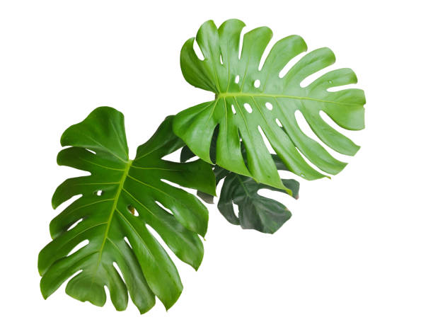 istock Monstera leaves isolated on white background with clipping paths for graphic design or wallpaper. 2172091051