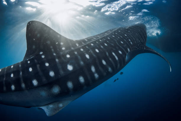 istock Whale shark close up in blue ocean with sun rays. 2172091125