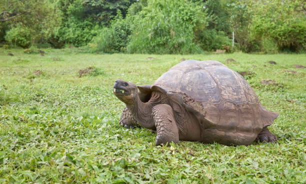 istock Grazing galapagos giant tortoise 2172091609