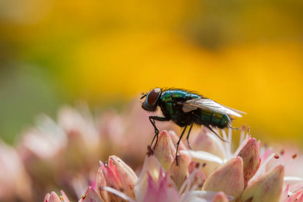 Greenbottle fly on pink Sedum against yellow rudbeckia