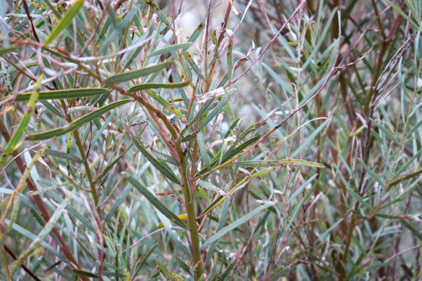 istock wattle leaves in australian bushland 2172094368