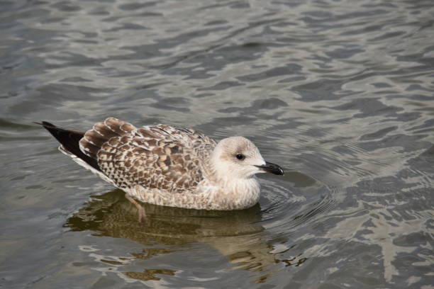 istock A Water Bird In Water 2172097512