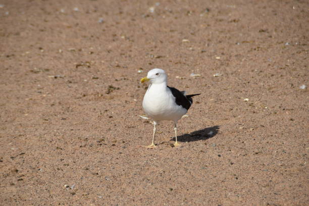 istock A Seagull On The Sandy Ground 2172098518