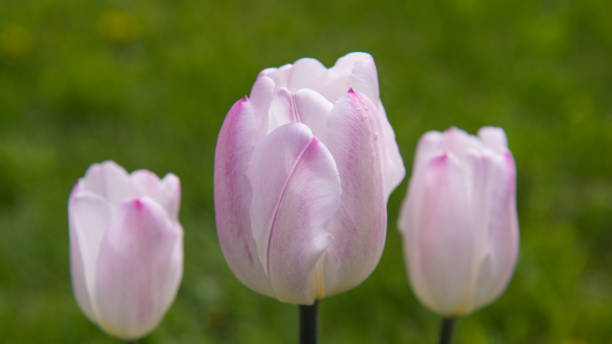 istock Pink tulips on a blurred green background. 2172098616