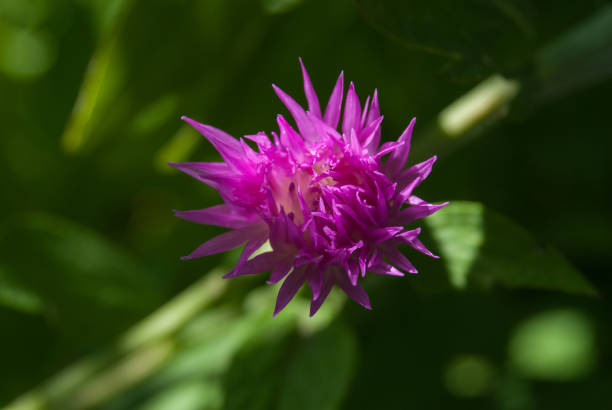 Purple cornflower flower on blurred background, close-up. Nature background.