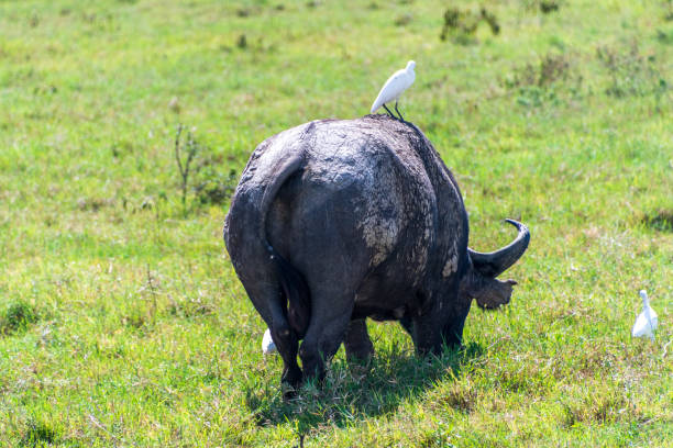 istock Buffalos in Lake Nakuru National park 2172099058