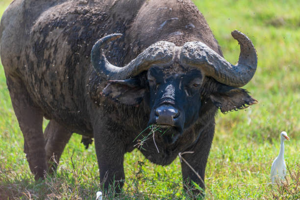istock Bufalo in Lake Nakuru National Park 2172099083
