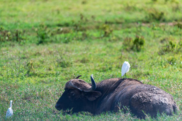 istock Bufalo in Lake Nakuru National Park 2172099088