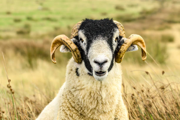 istock Swaledale ram, facing front with two curly horns, free roaming on grouse moorland.  Head and shoulders close-up.  Swaledale Sheep are a breed native to the Yorkshire Dales, UK 2172101307