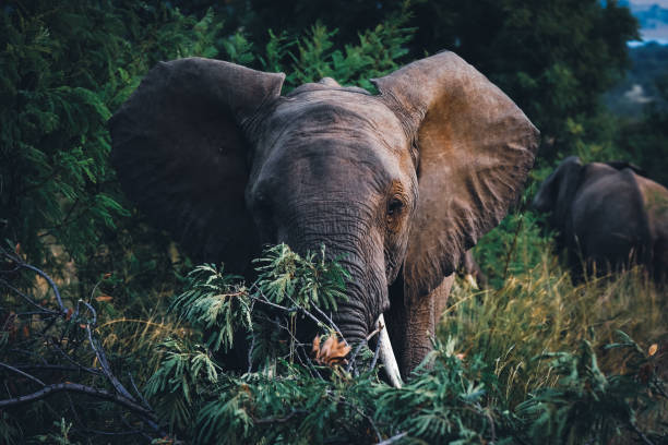 istock An older elephant stands majestically in the lush green bushveld, 2172102409