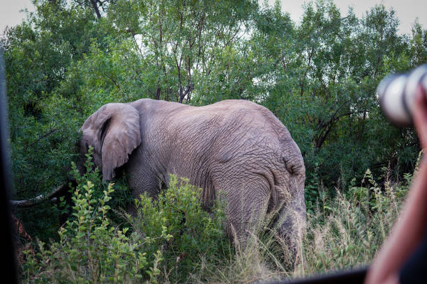 istock An older elephant stands majestically in the lush green bushveld, 2172102616