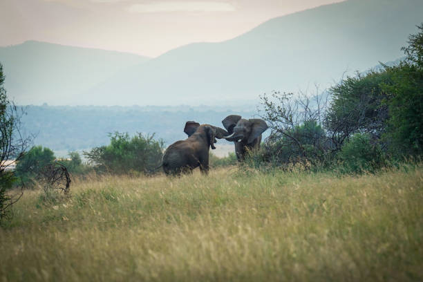 Two elephants playfully interact with dust and grass in the bushveld, blending into their natural surroundings while enjoying their time in the African wilderness. taken during a Safari Game Drive