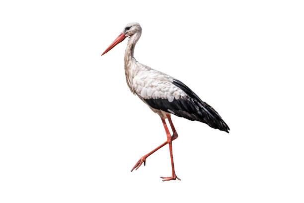istock Portrait of walking stork on white background 2172102785