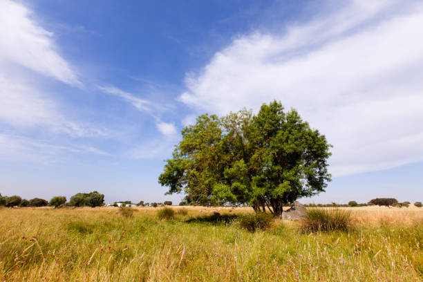 istock Lonely tree in Alentejo 2172102850