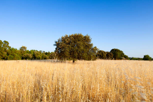 istock Lonely tree in Alentejo 2172102862