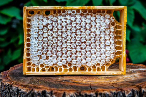 istock Frame with honeycomb on wooden stump 2172102885