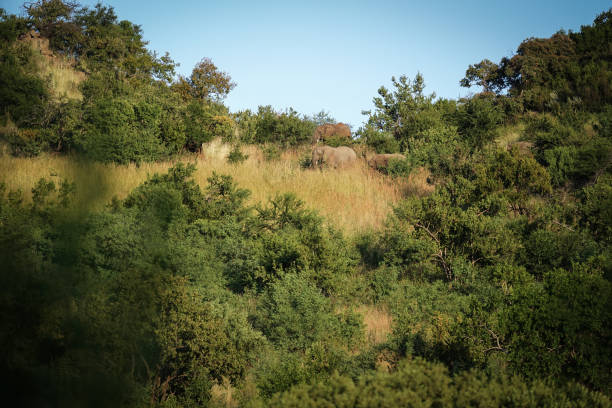 An old elephant gracefully moves through the bushveld, half hidden by bushes, blending into its natural surroundings while navigating the wilderness. taken during a safari game drive