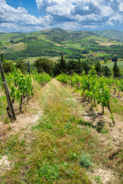 istock View of a pretty vineyard in the Emilia Romagna 2172103898