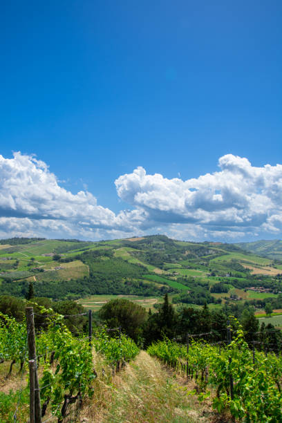 istock View of a pretty vineyard in the Emilia Romagna 2172103910