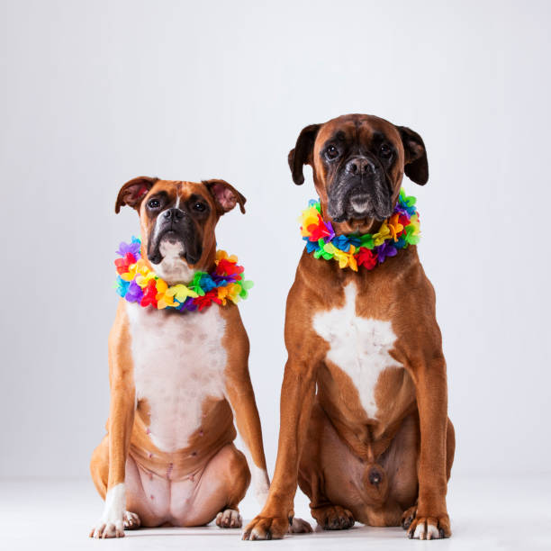 Two boxer dogs with hawaii neckless