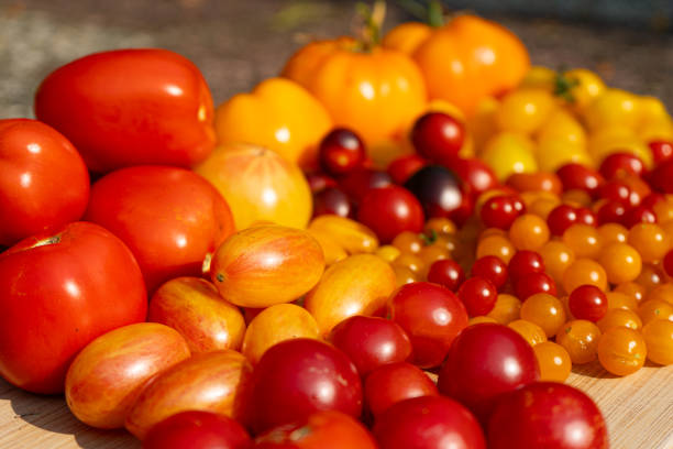 Growing Tomatoes. Multiple colored Tomatoes. Harvesting colorful Tomatoes. Cherry, red, yellow and big orange tomato. Hand Holding Artisan Blush Tiger. Hand Holding Tomato.