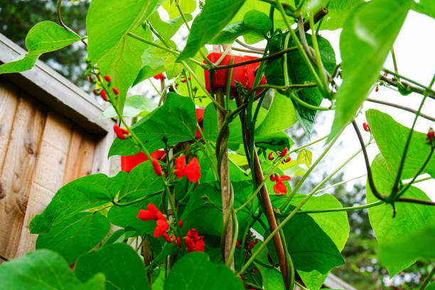 Close up of red runner bean flowers in the spring