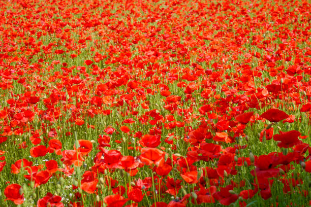 istock Barley field and poppy background 2172107405
