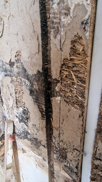 istock Mould growing in a wall in a house during renovations 2172107524