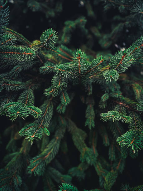 istock Nature photography 2172108411