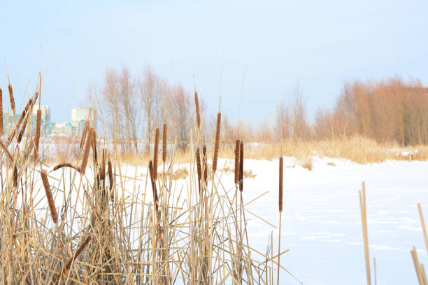 a winter field with dry reed grass and blue sky copy space