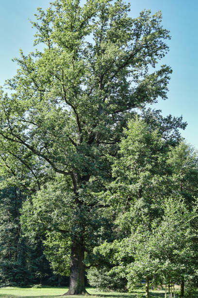 istock A large green tree in a city park in summer. 2172111611