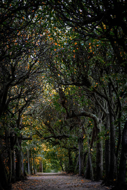 istock Autumn in the old garden 2172113080