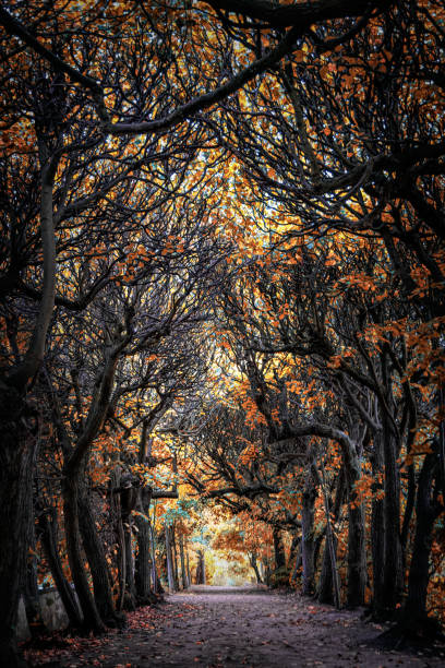 Old trees on the alley in the sunny colourful autumn park