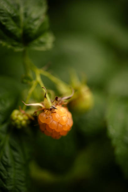 istock Macro shot of ripe yellow raspberry fruits 2172113830