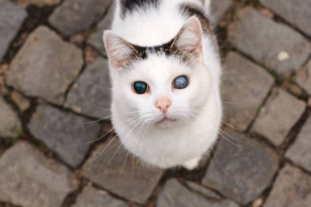 istock A white and black blind cat in portrait 2172113993