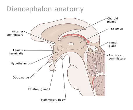 Dienc Ilustración de Diagrama Médico De La Anatomía Del Diencéfalo y más ...