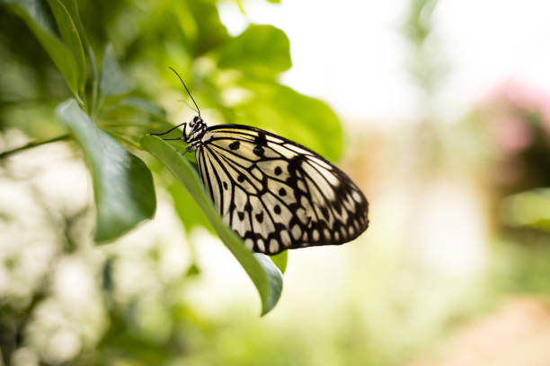 Nymph (Idea leuconoe) butterfly