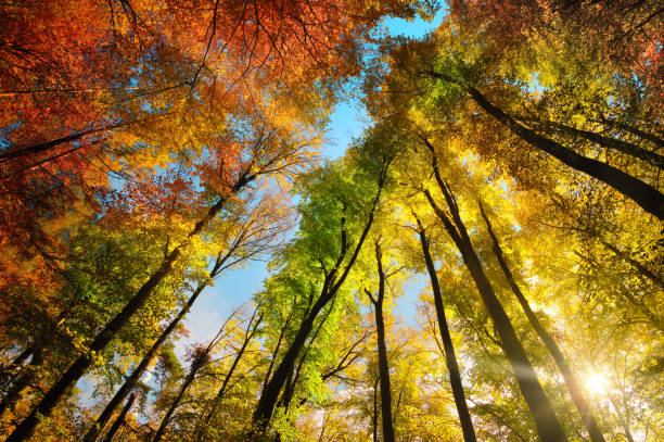 istock Autumn colors on a canopy of tall trees 2172115712