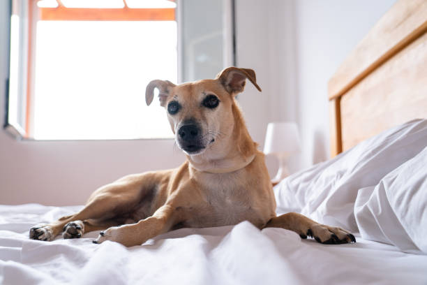 istock Small brown dog on top of a bed 2172116378