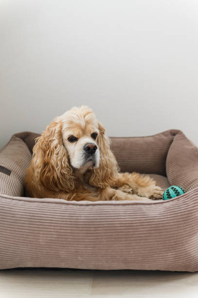 istock American Cocker Spaniel lying in his dog bed. 2172116743