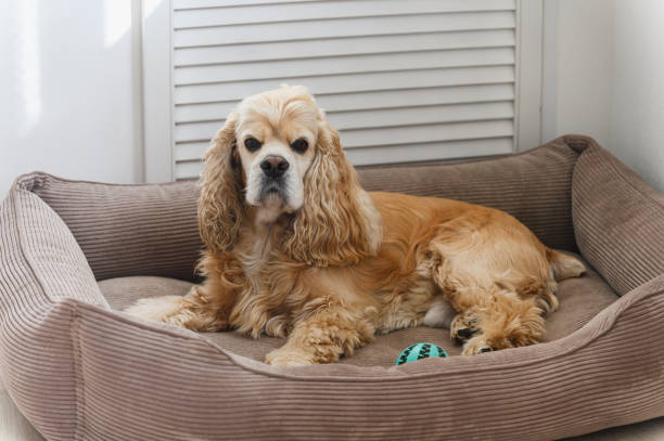 istock American Cocker Spaniel lying in his dog bed. 2172116750