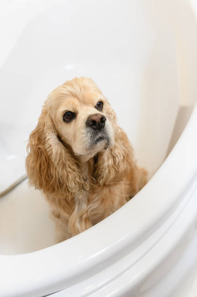 istock A wet spaniel sits in the bathtub after a bath. 2172116769